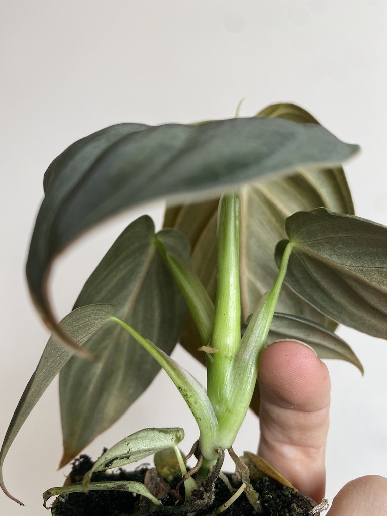 Philodendron Melanochrysum