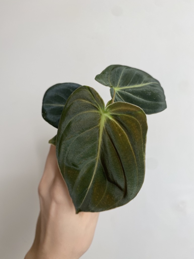 Philodendron Melanochrysum