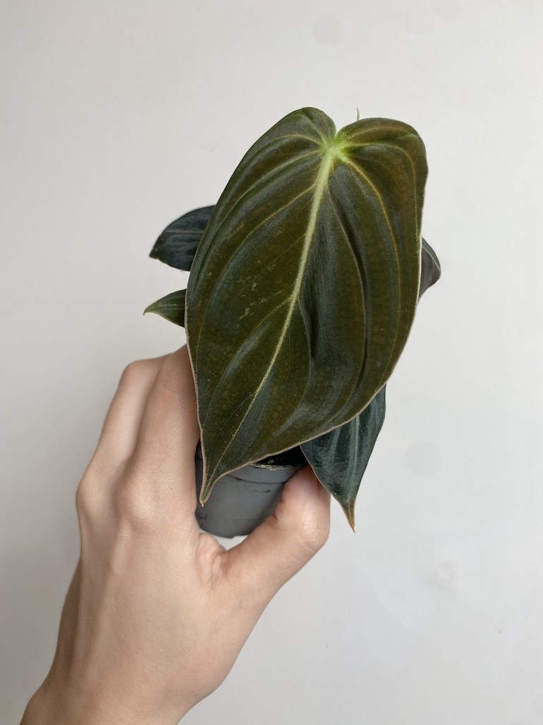 Philodendron Melanochrysum