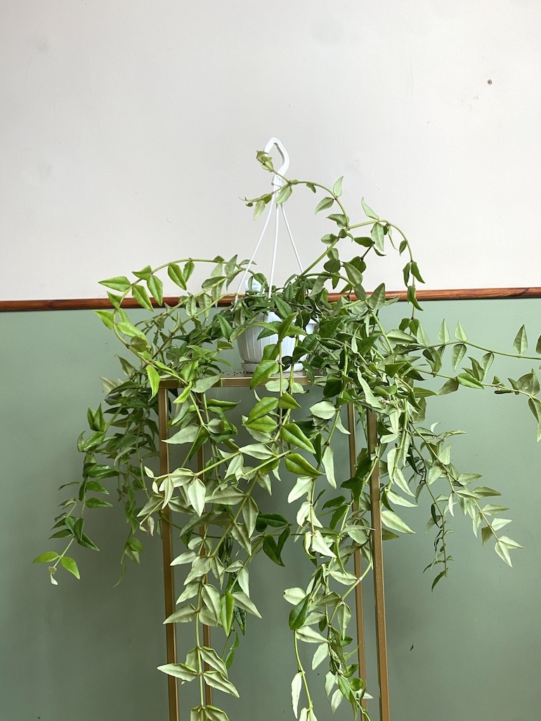 Hoya Bella Green