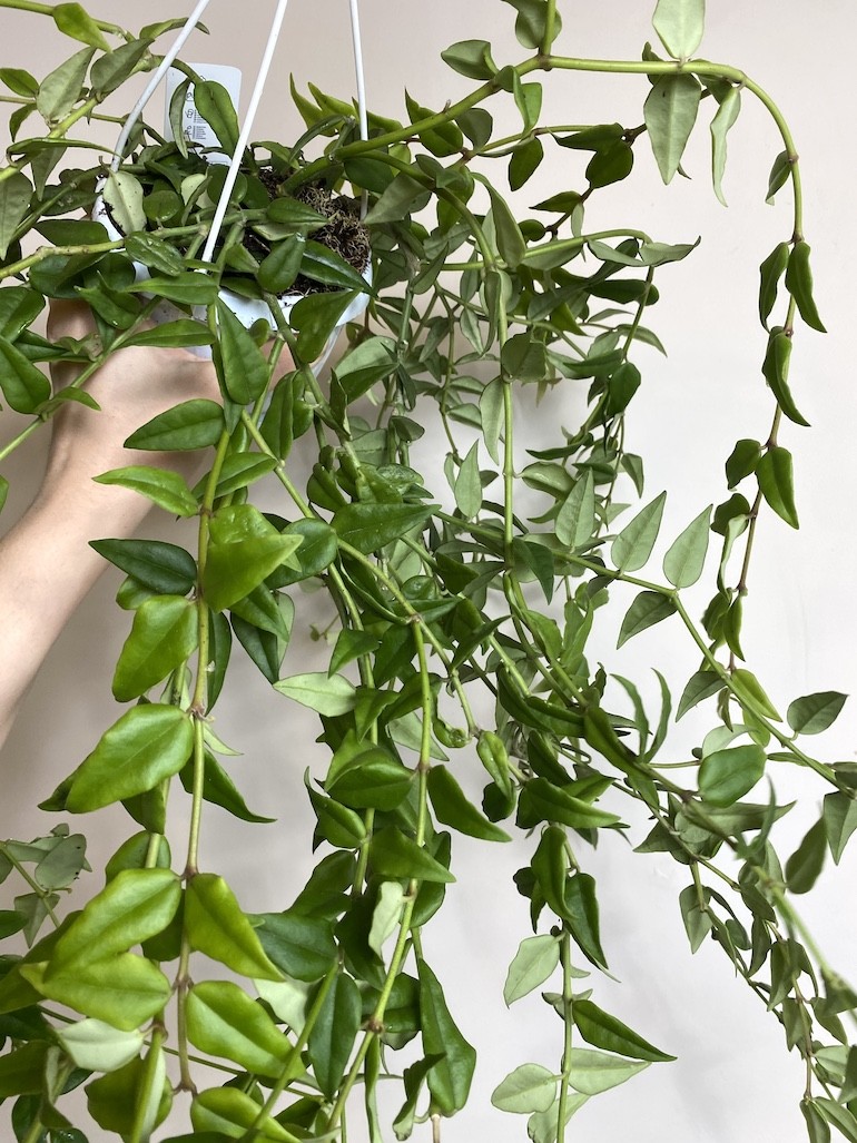 Hoya Bella Green