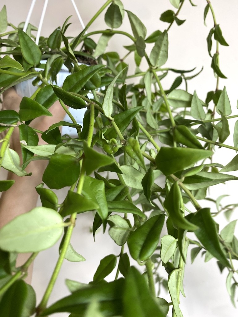 Hoya Bella Green