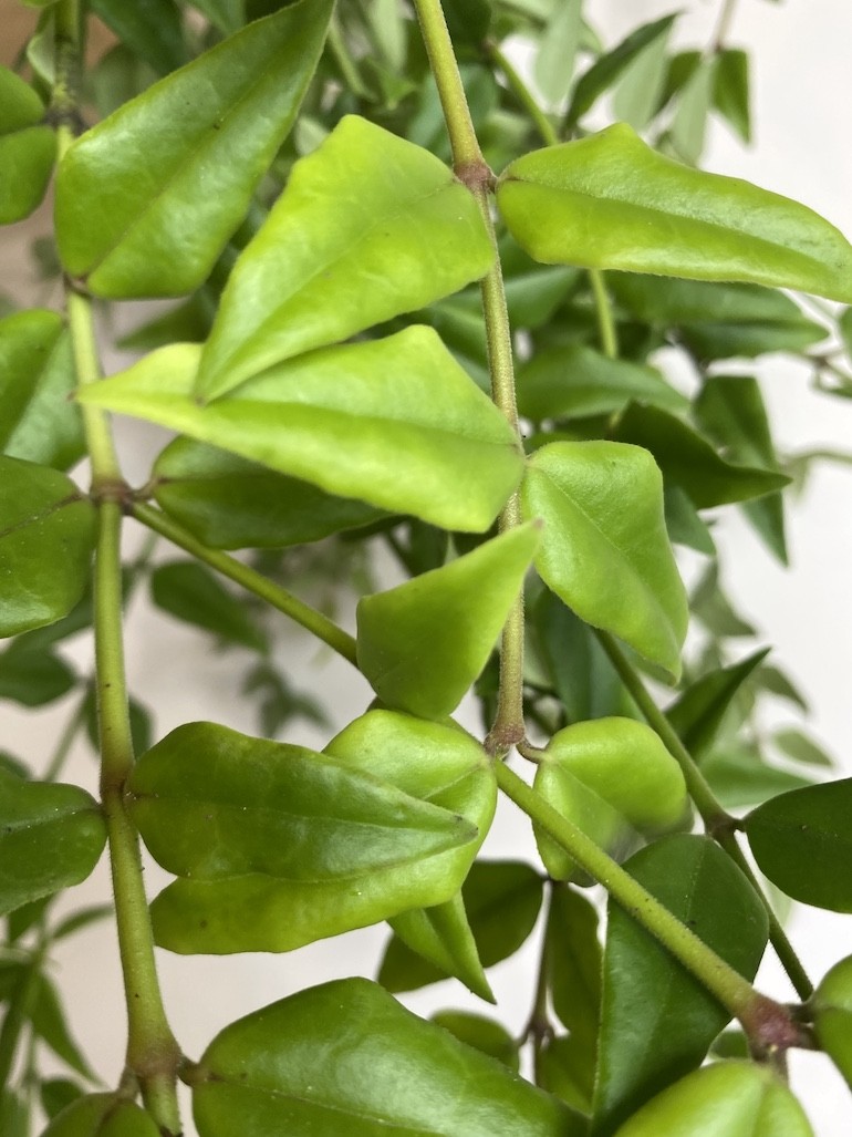 Hoya Bella Green
