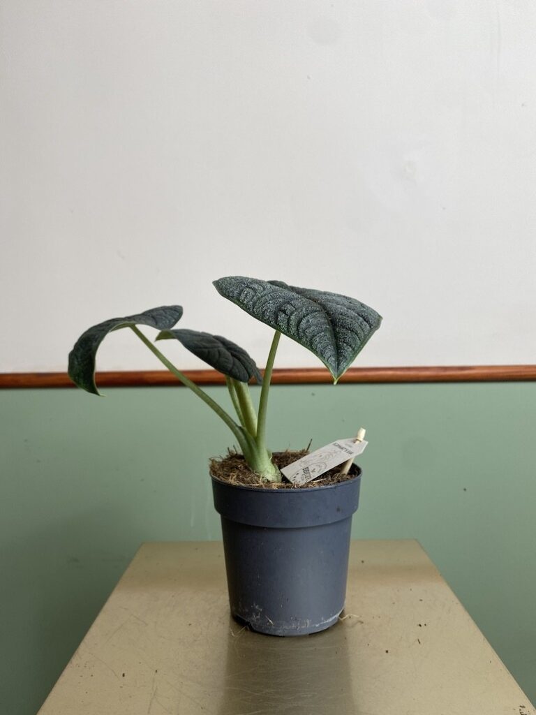 Alocasia Melo