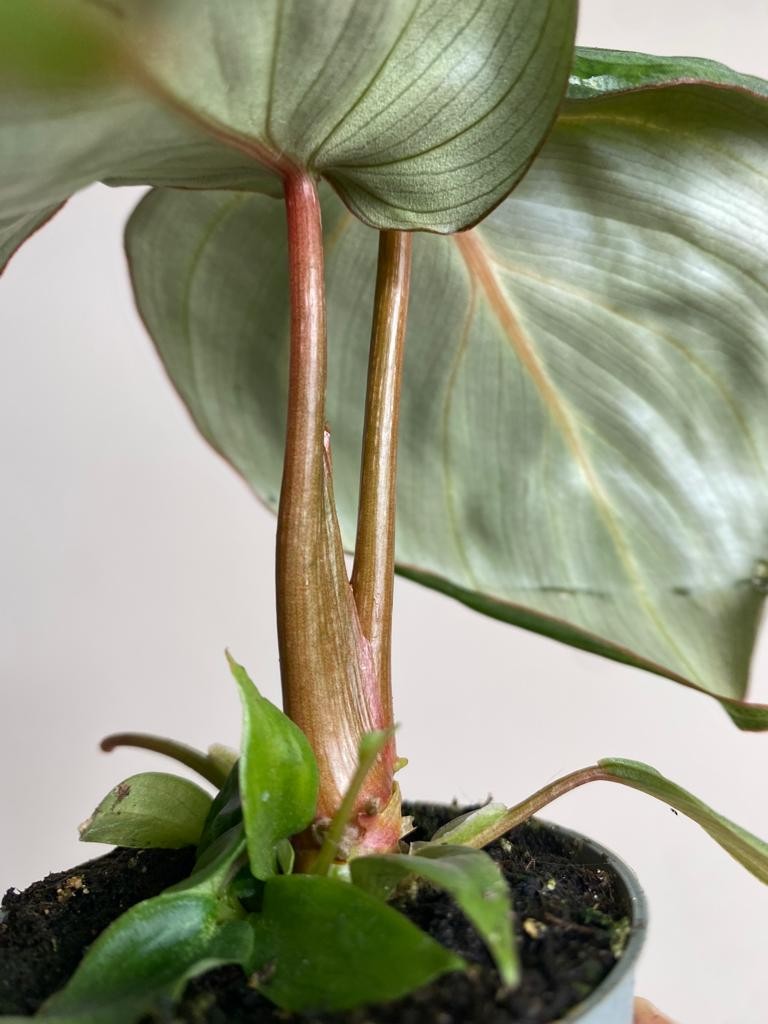 Philodendron Gloriosum