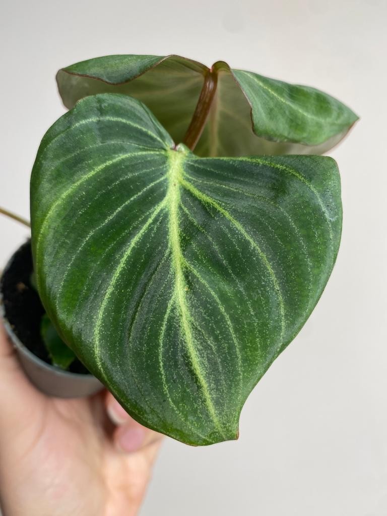 Philodendron Gloriosum Maluszek