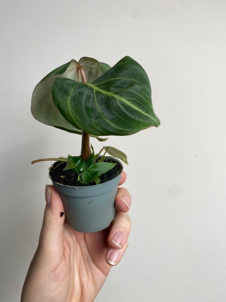 Philodendron Gloriosum