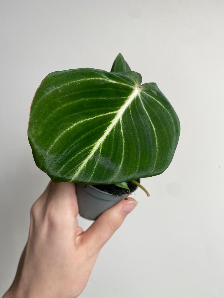 Philodendron Gloriosum