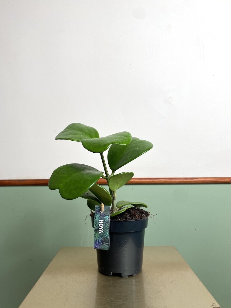 Hoya Kerri Większa
