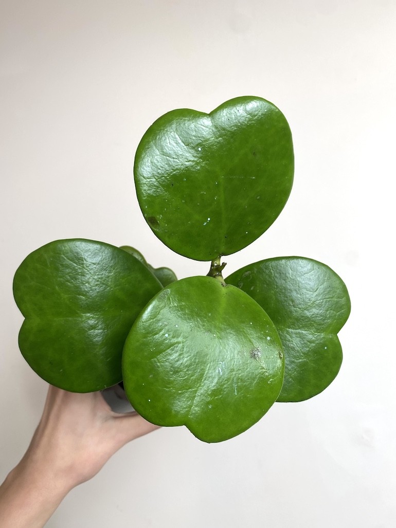 Hoya Kerri Większa