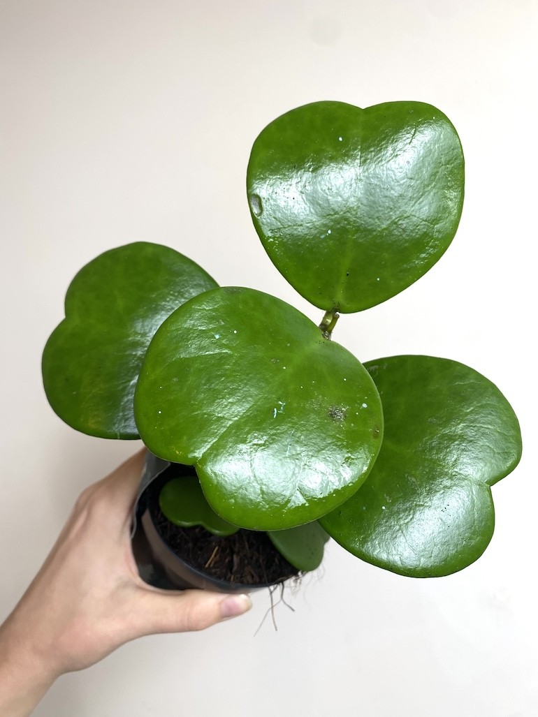 Hoya Kerri Większa
