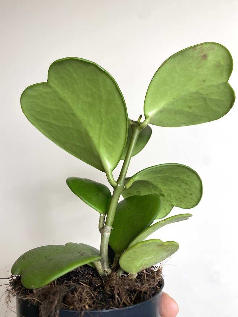 Hoya Kerri Większa