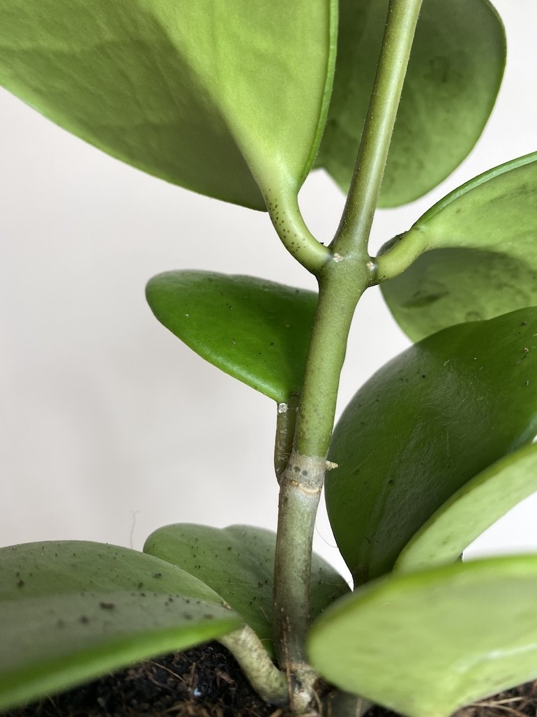 Hoya Kerri Większa
