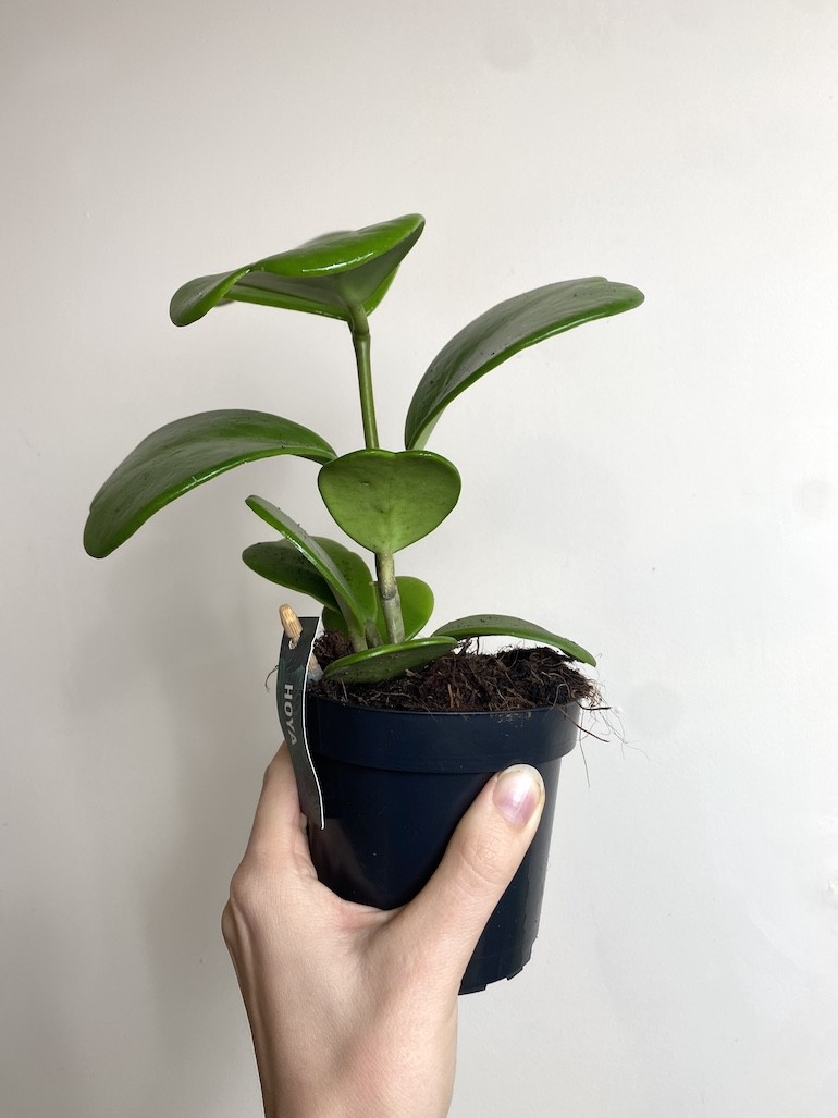 Hoya Kerri Większa