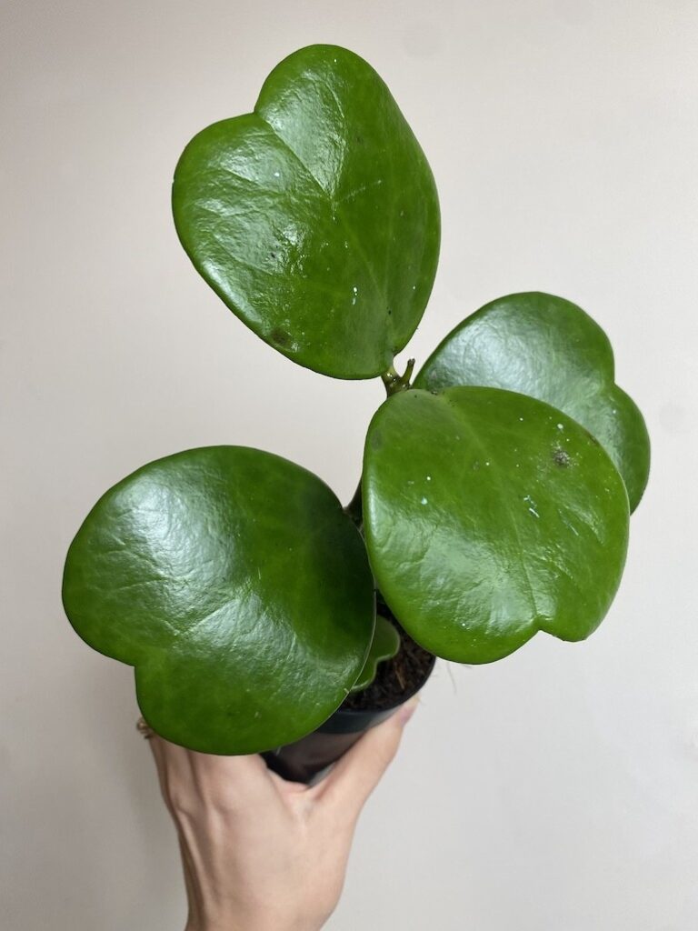 Hoya Kerri Większa