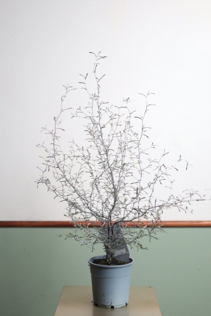 Corokia cotoneaster Silver Leaf