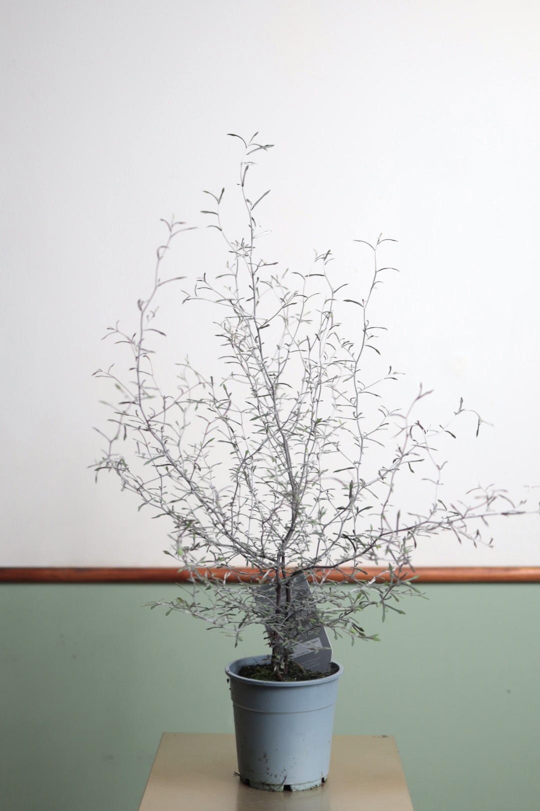 Corokia cotoneaster Silver Leaf