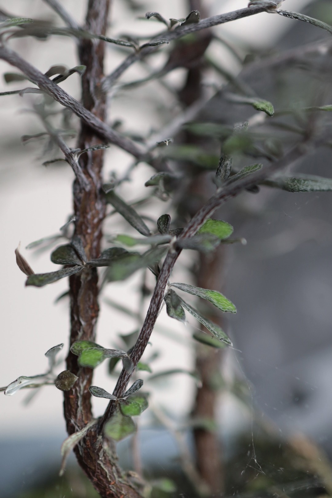 Corokia cotoneaster Silver Leaf