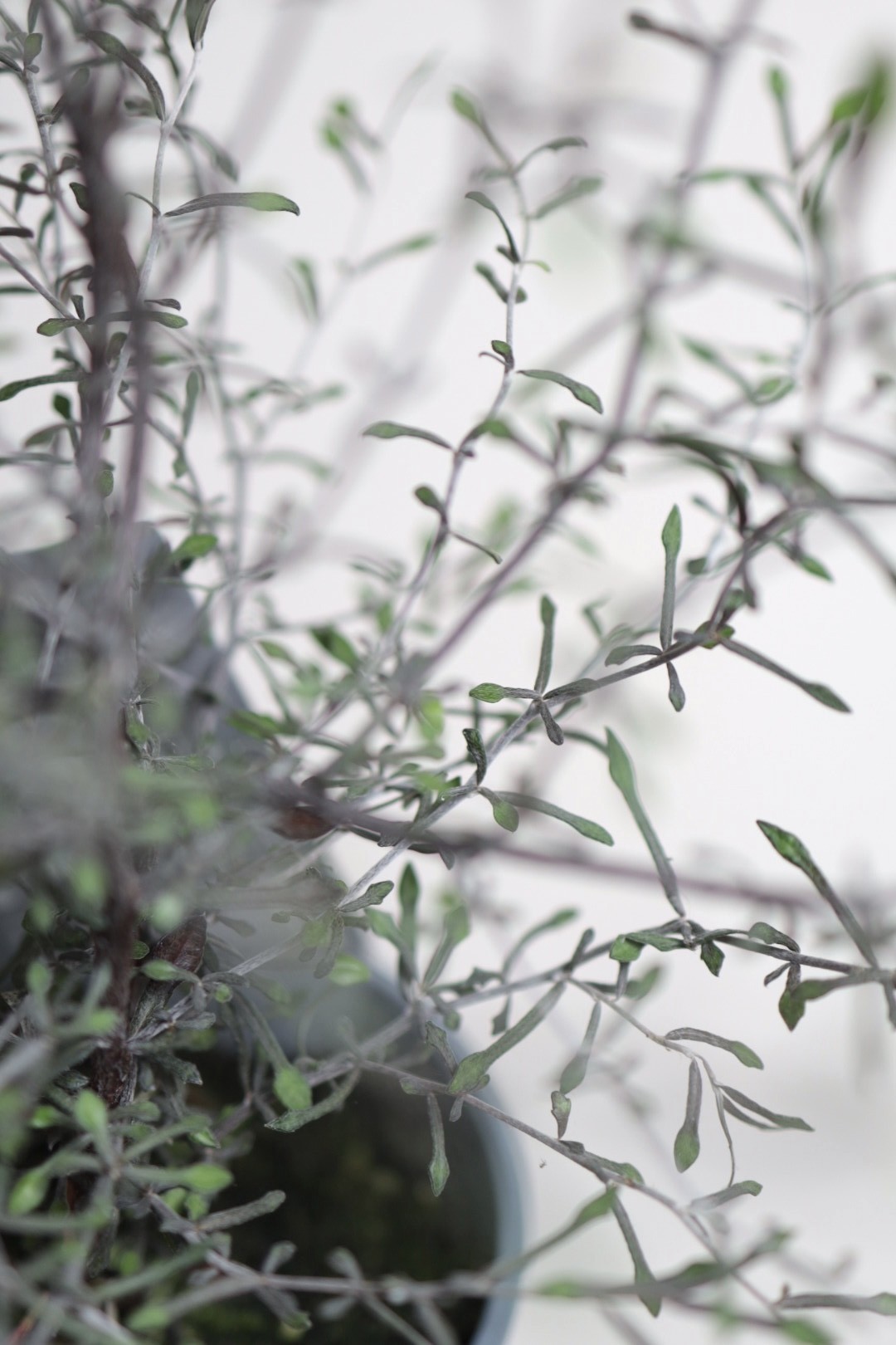 Corokia cotoneaster Silver Leaf