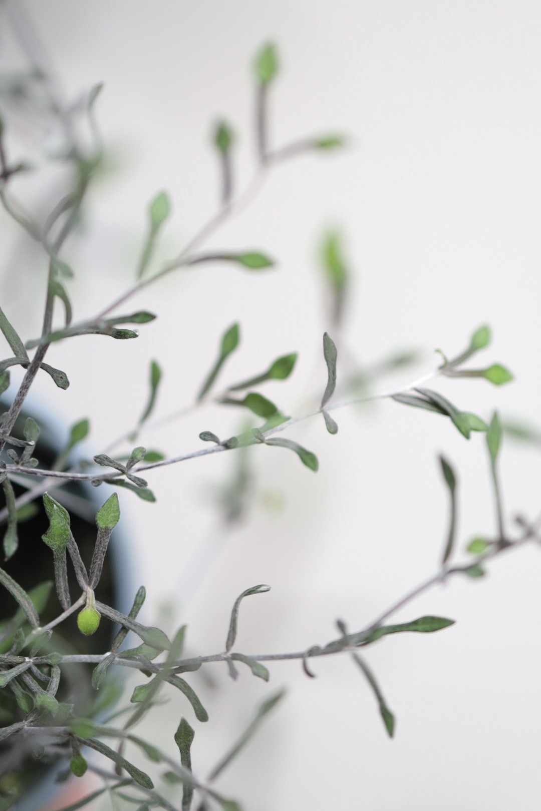 Corokia cotoneaster Silver Leaf