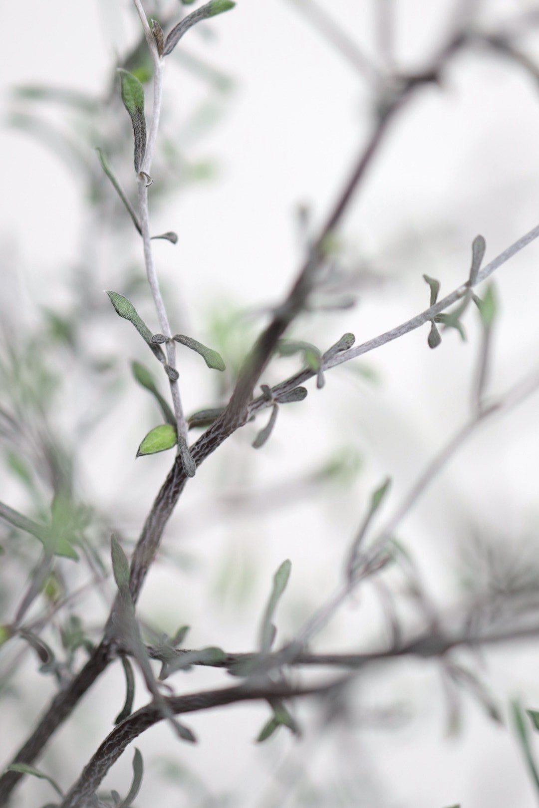 Corokia cotoneaster Silver Leaf