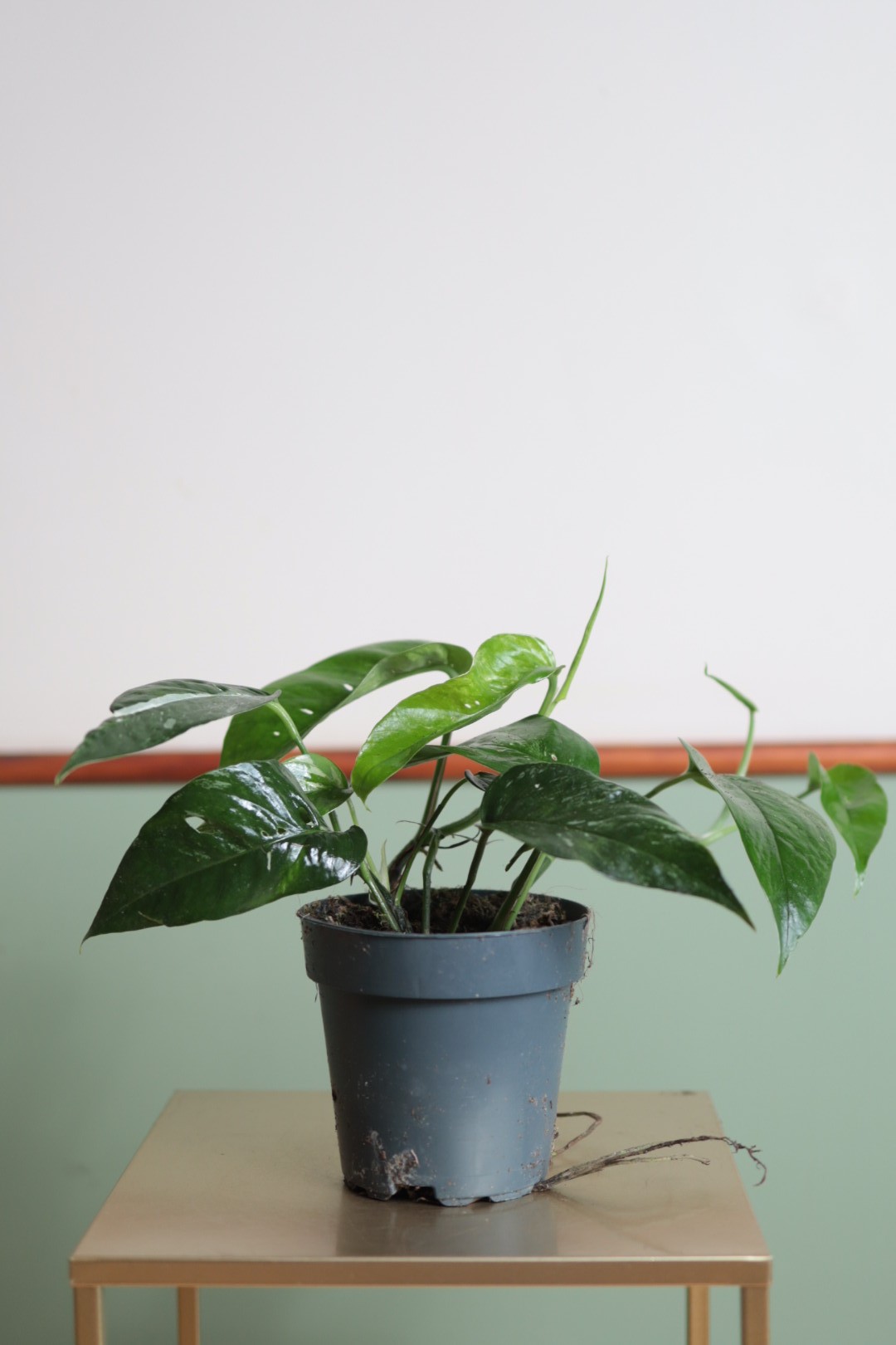 Epipremnum Blue Variegata