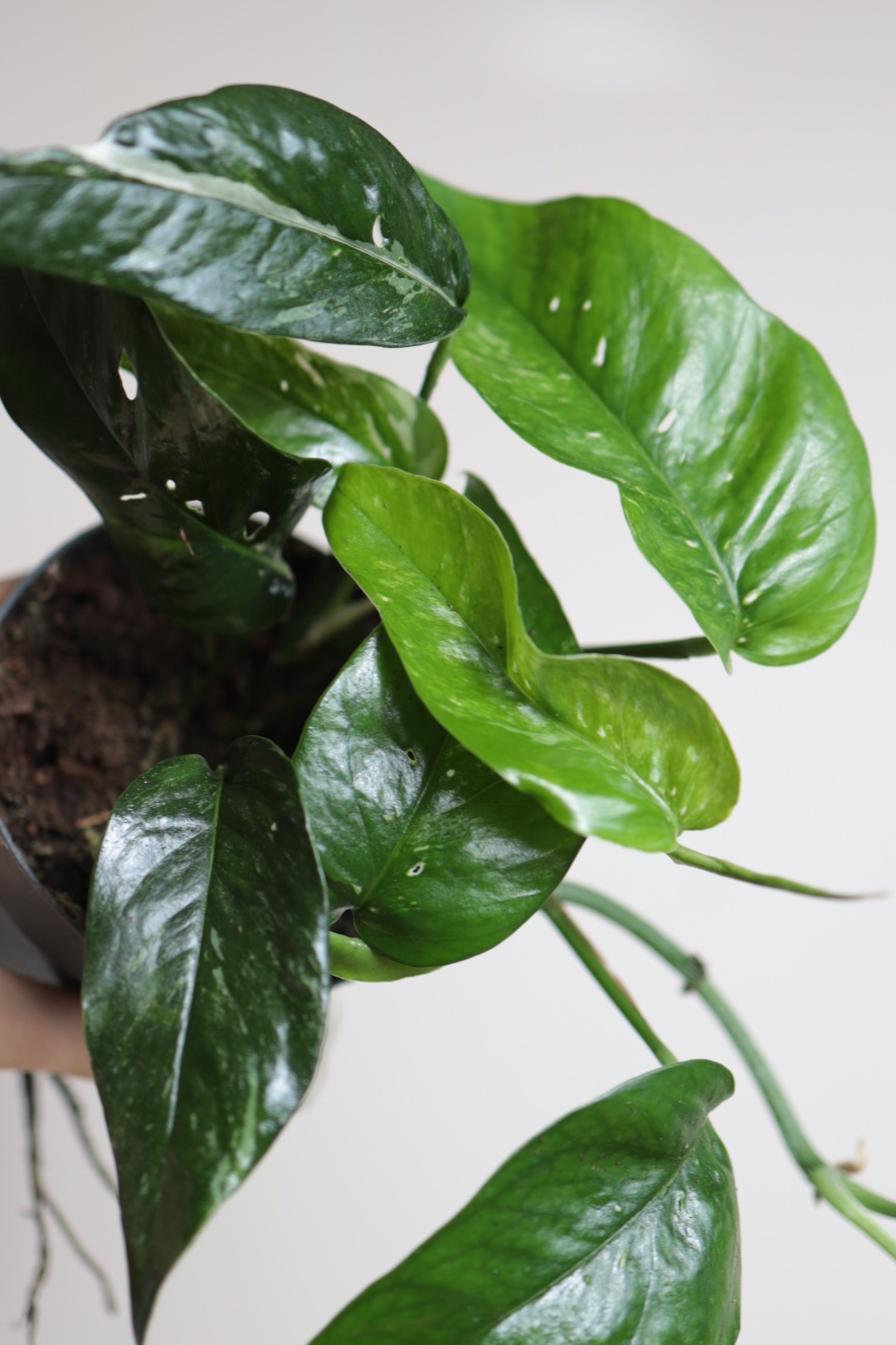 Epipremnum Blue Variegata