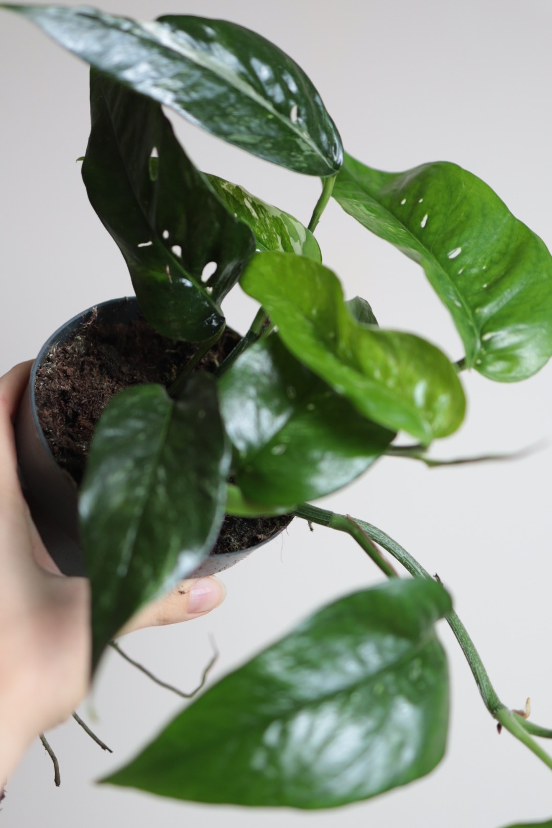 Epipremnum Blue Variegata