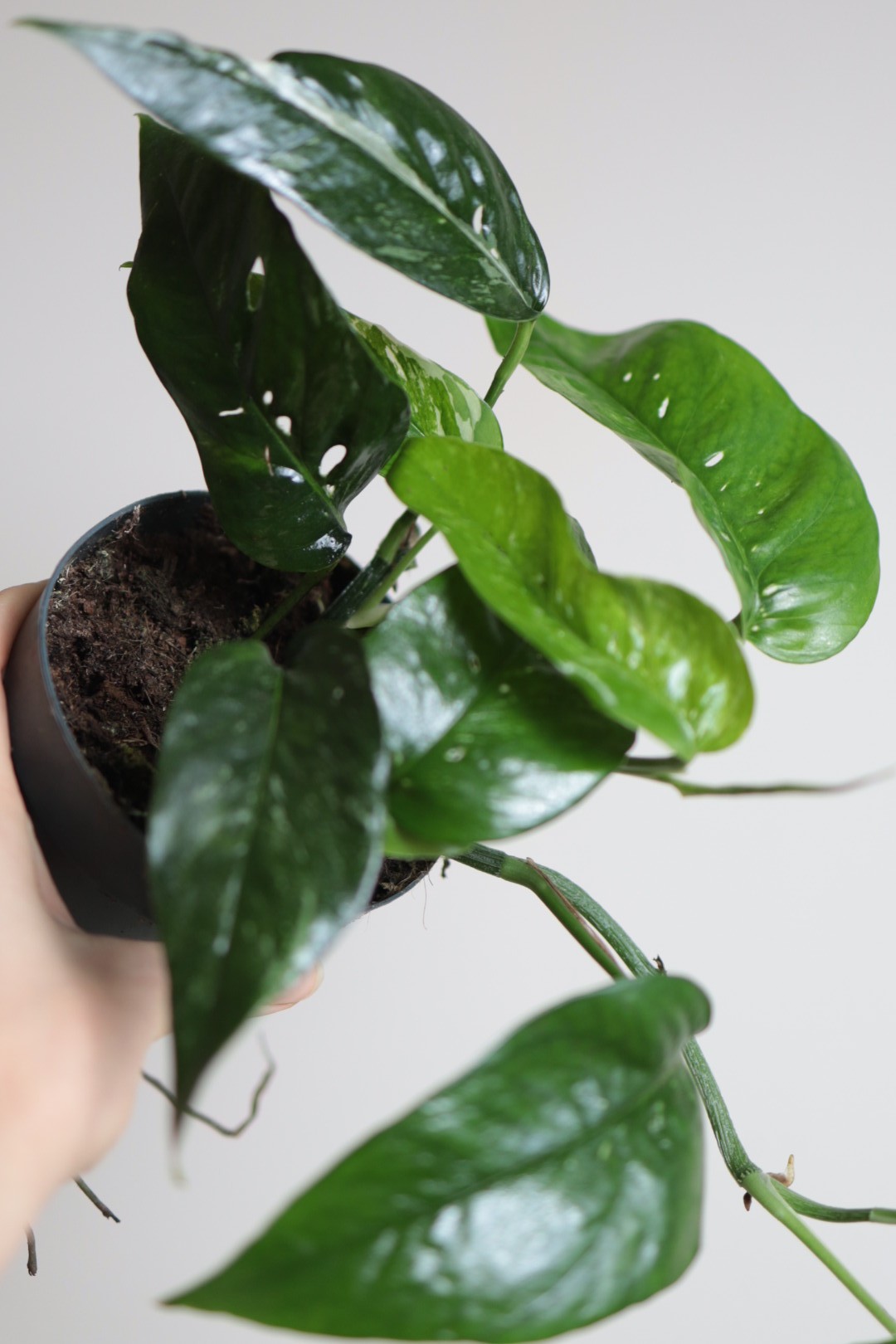 Epipremnum Blue Variegata