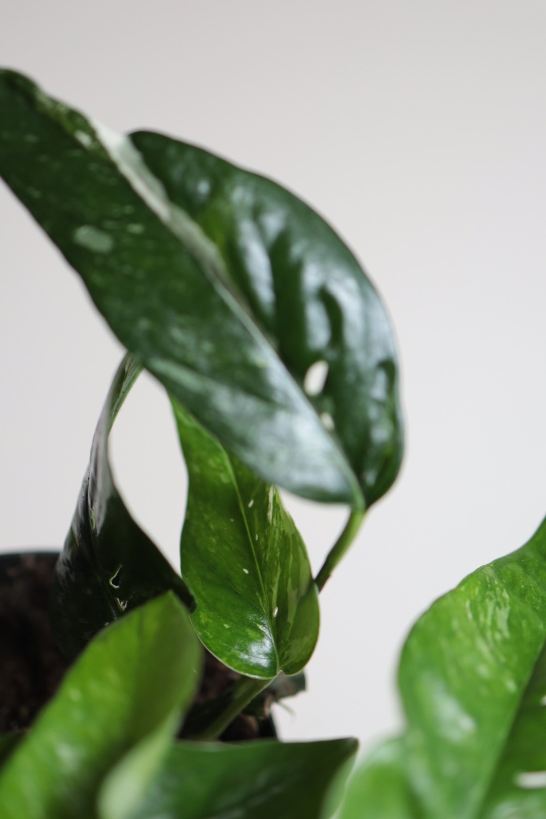 Epipremnum Blue Variegata