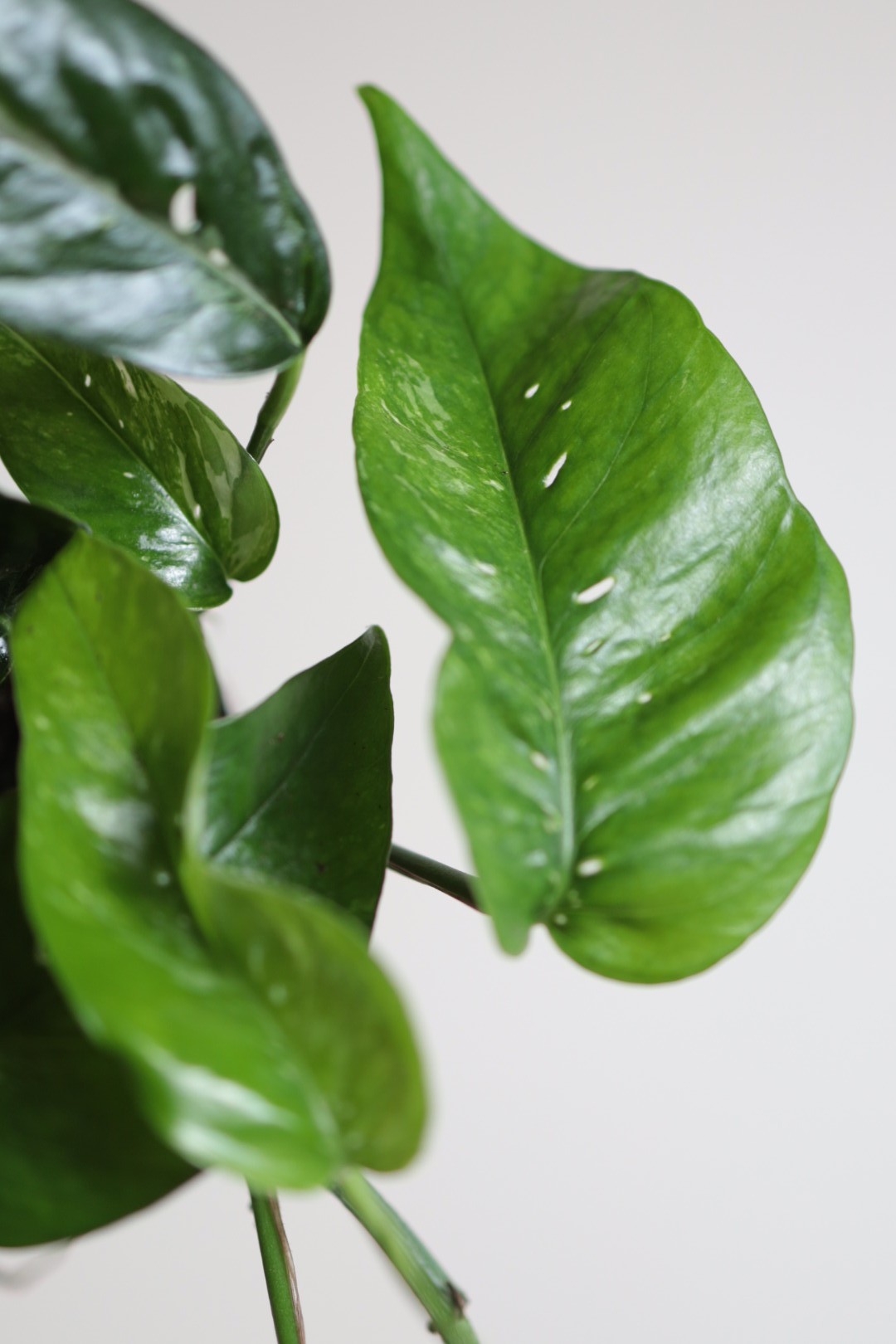 Epipremnum Blue Variegata