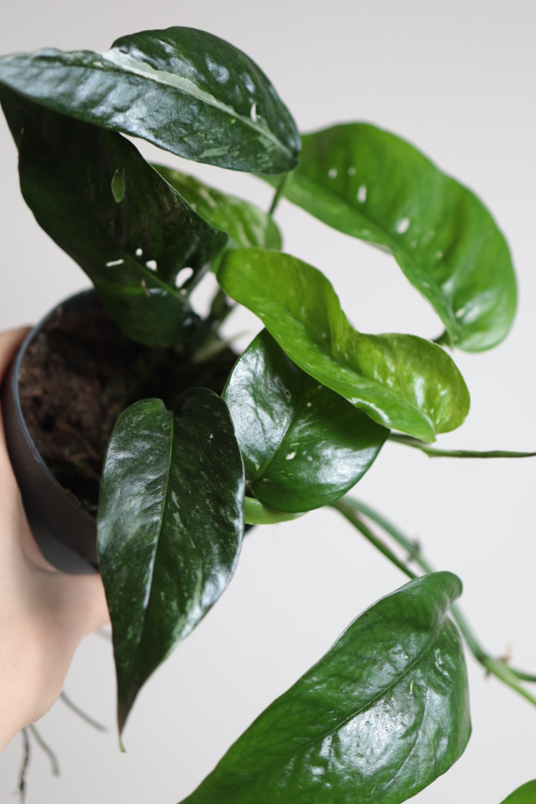 Epipremnum Blue Variegata