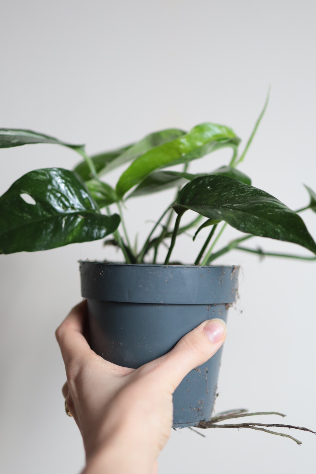 Epipremnum Blue Variegata