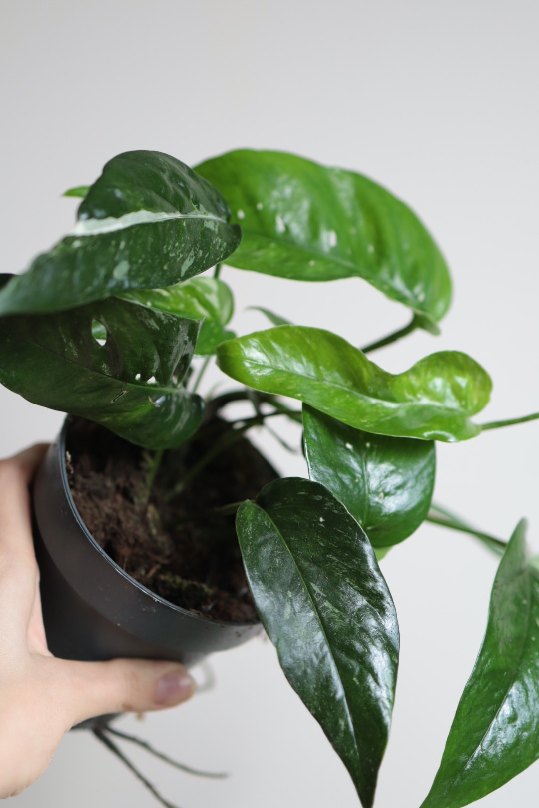 Epipremnum Blue Variegata