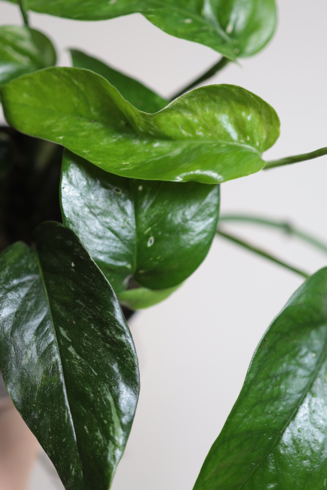 Epipremnum Blue Variegata