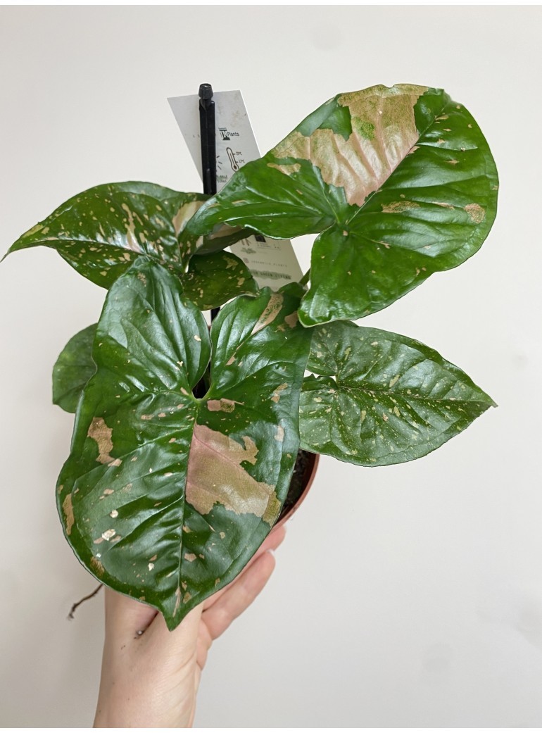 SYNGONIUM PINK SPLASH|Sadzonka Rośliny