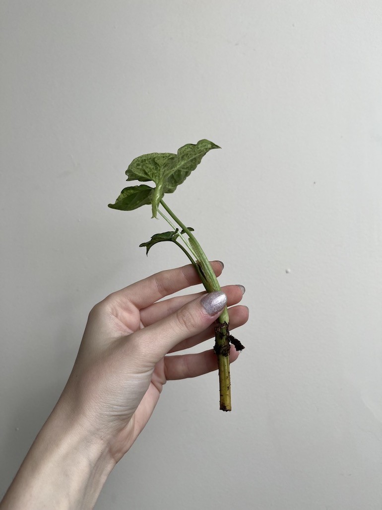Syngonium Mottled|Sadzonka Rośliny
