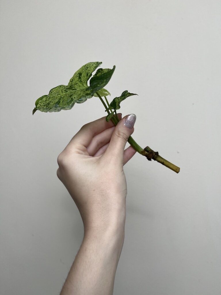 Syngonium Mottled|Sadzonka Rośliny