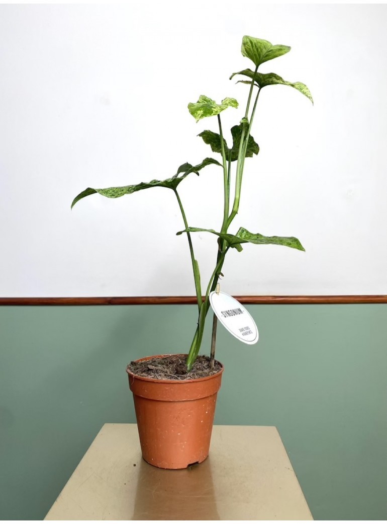 Syngonium Mottled|Sadzonka Rośliny