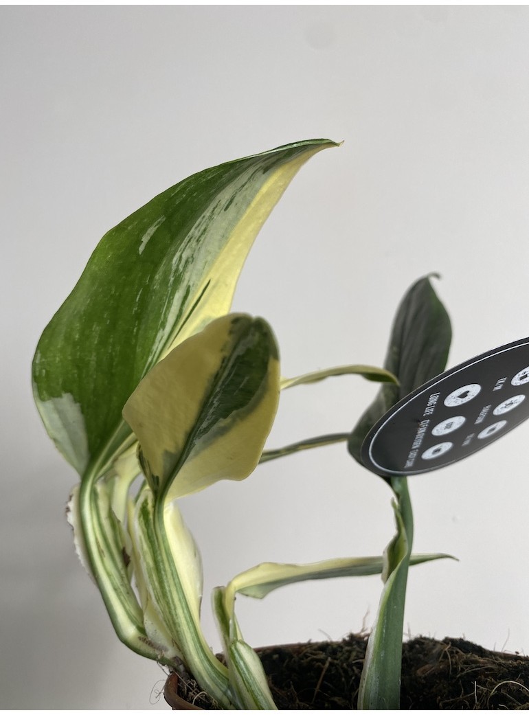 Philodendron Yellow Cobra | Sadzonka Rośliny