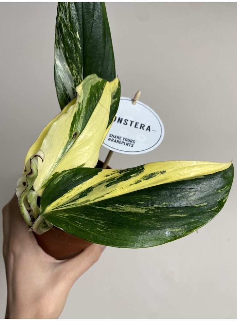Filodendron Cobra Yellow|Sadzonka Rośliny