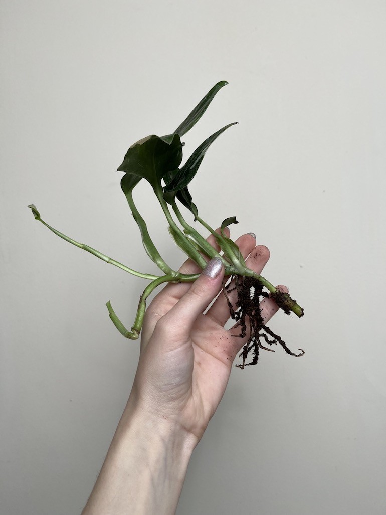 Philodendron Cobra | Sadzonka Cięta