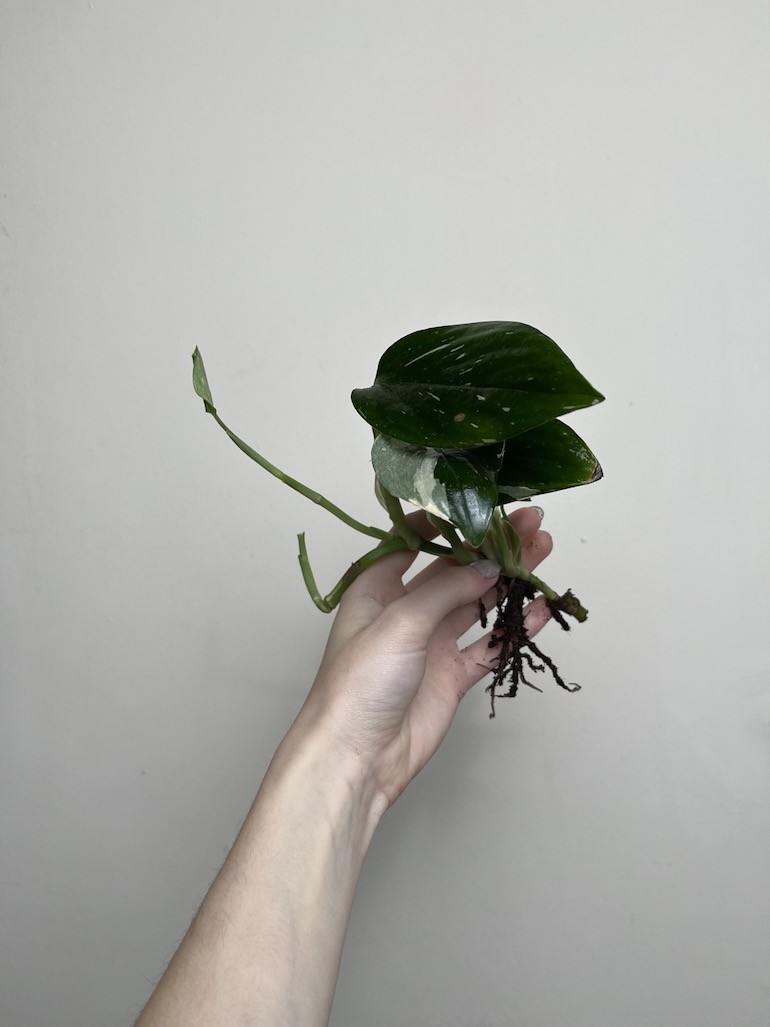 Philodendron Cobra | Sadzonka Cięta