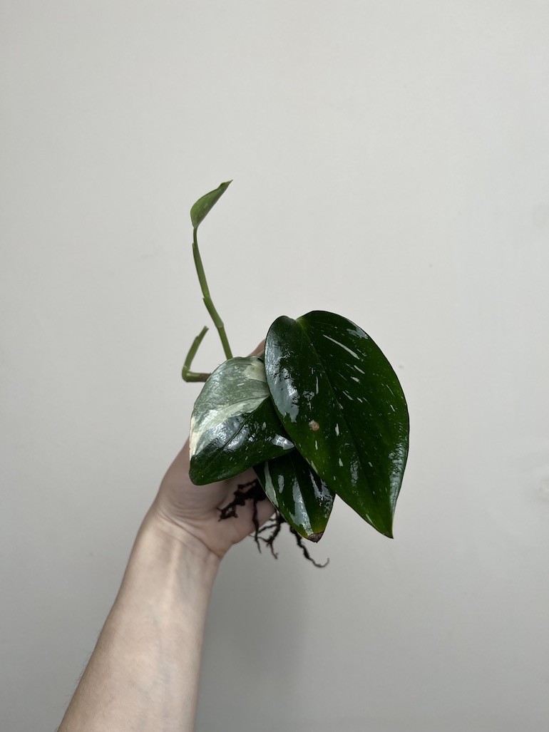 Philodendron Cobra | Sadzonka Cięta