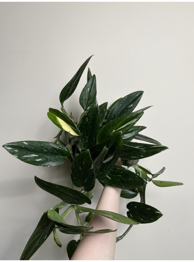 Philodendron Cobra | Sadzonka Cięta
