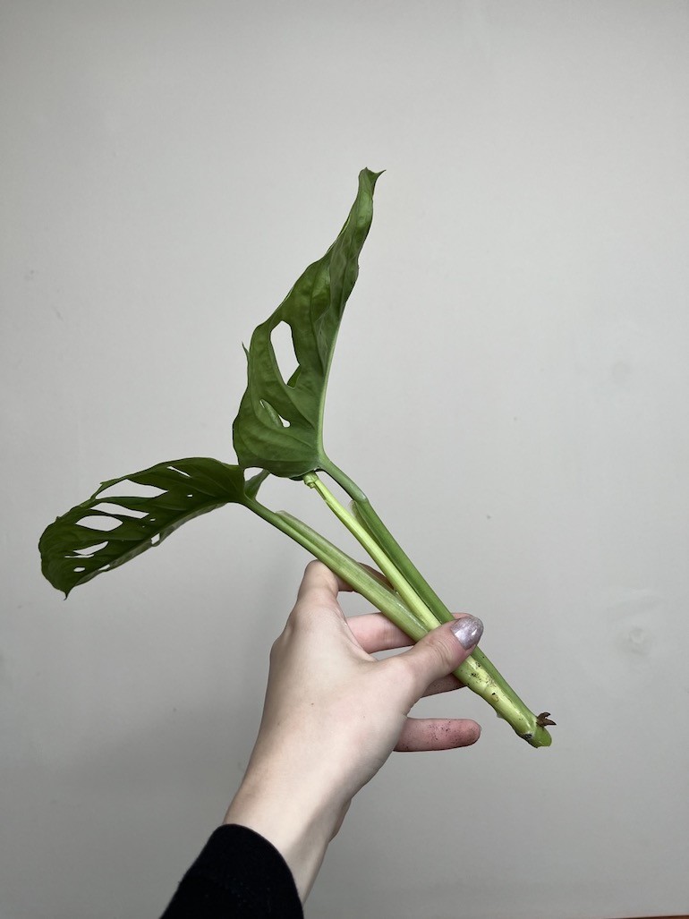 Monstera Acumanita | Sadzonka Rośliny