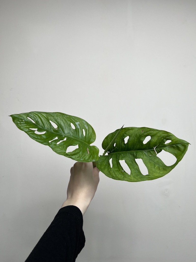 Monstera Acumanita | Sadzonka Rośliny