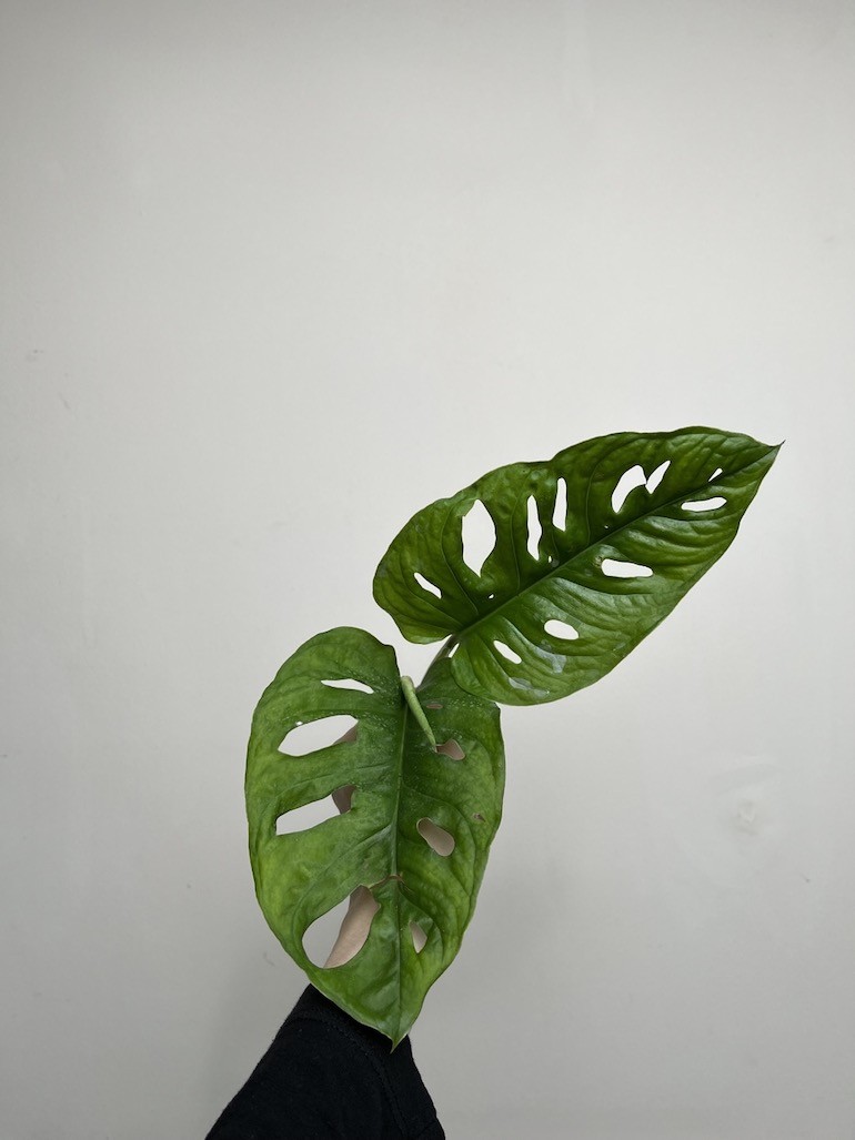 Monstera Acumanita | Sadzonka Rośliny
