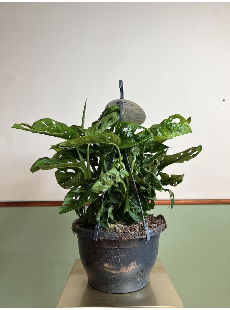 Monstera Acumanita | Sadzonka Rośliny