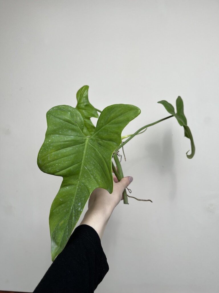 PHILODENDRON YELLOW VIOLIN |Sadzonka Rośliny